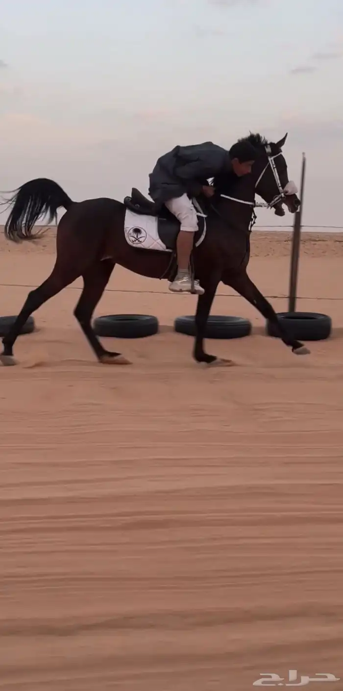 حصان البيع العمر سبع سنوات الطول 152 الحصان طرب حار 2