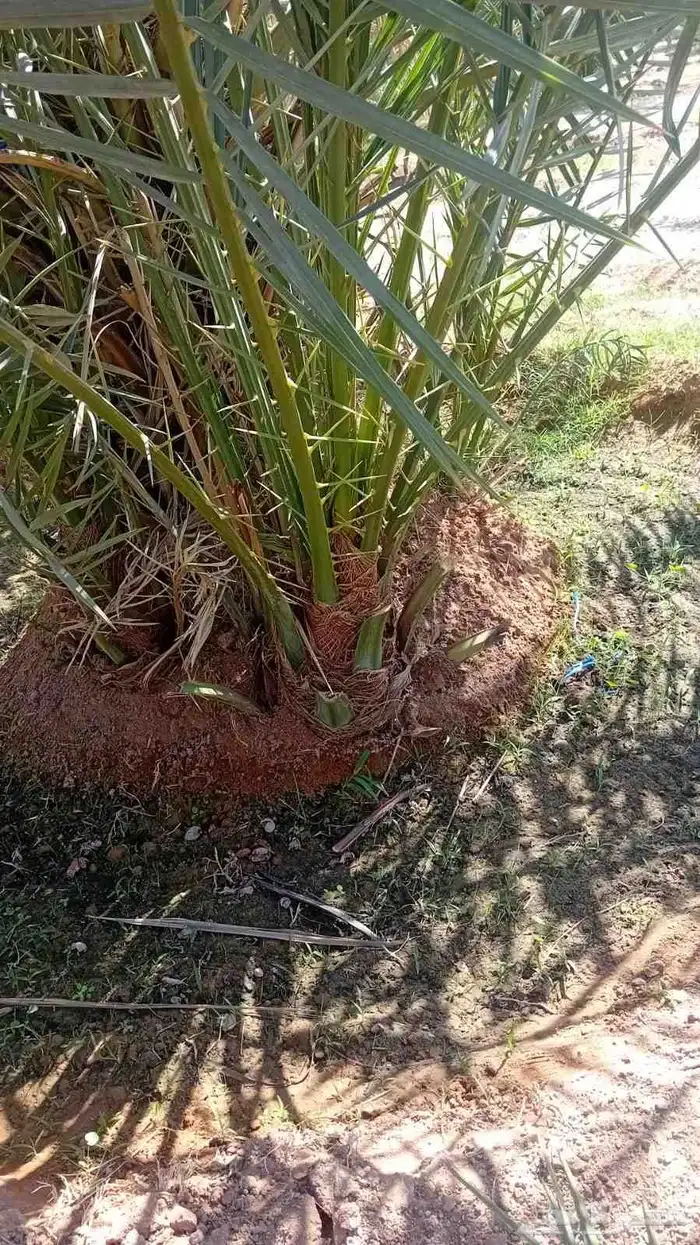 فسايل نخل سكري صقعي مجدول خلاص 0