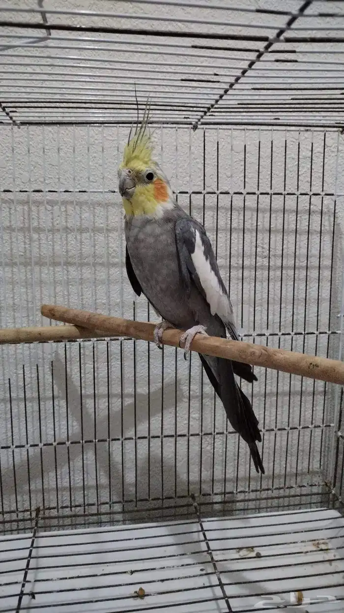 عرض طيور للبيع بالأقفاص ب 400 2