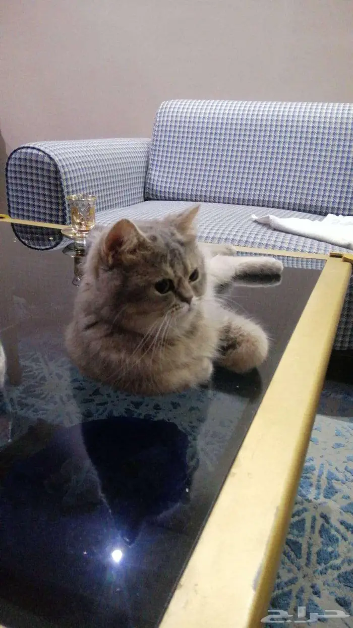 قطه للتبني 3