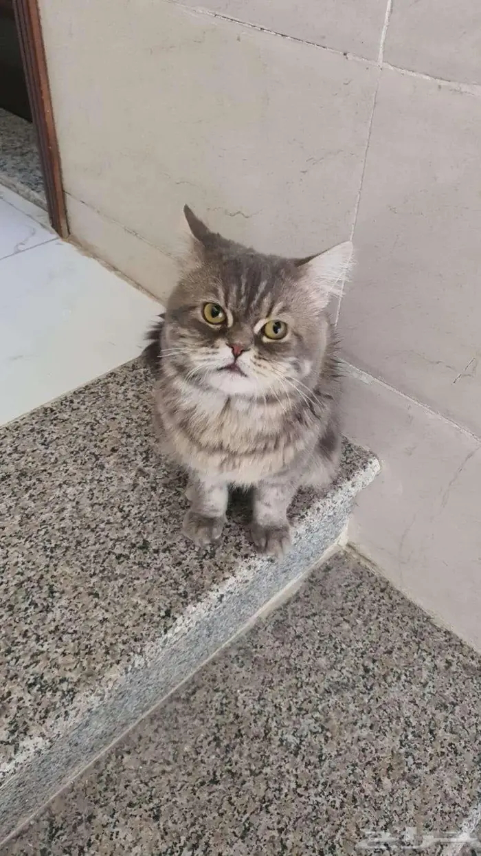 قطه للتبني 1