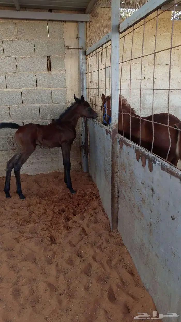 فرس مكس جمال منتجة لقاح على الفحل فواز العويضة ابن الرشيم 4