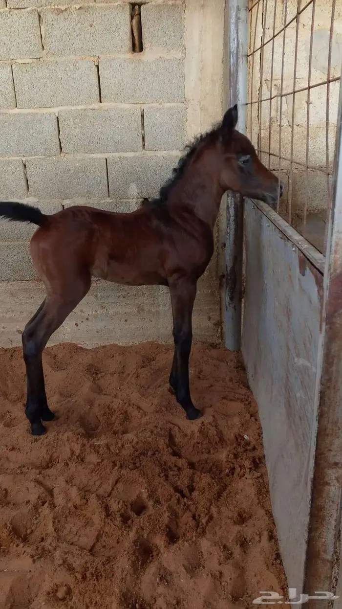 فرس مكس جمال منتجة لقاح على الفحل فواز العويضة ابن الرشيم 5