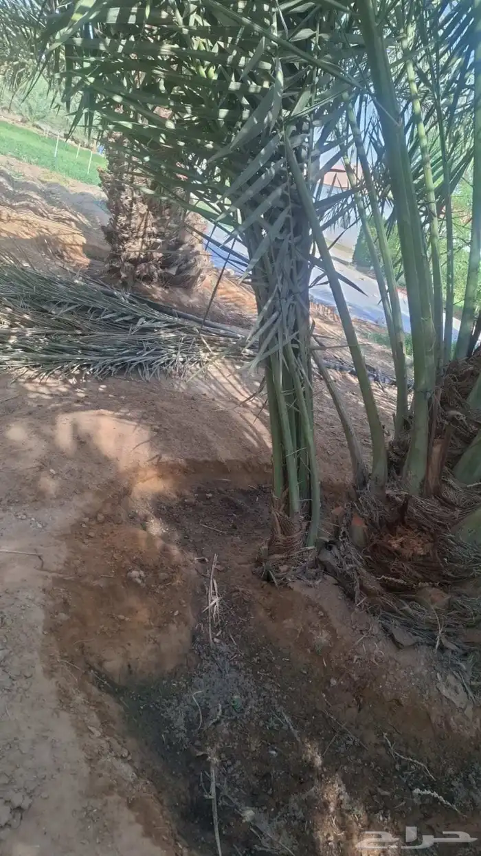توريد جميع انواع النخل 9