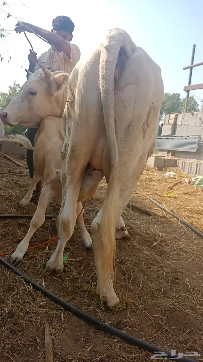 اعراض لكم بقره جرسي منتوج معها عجل وخبيش قرايب 1