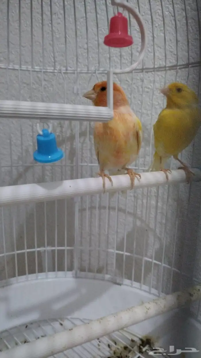 عرض طيور للبيع بالأقفاص ب 400 0