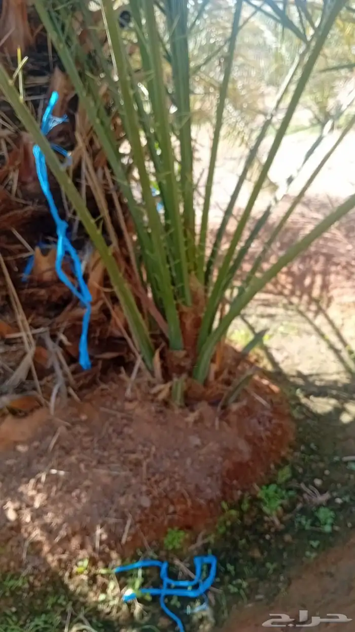 فسايل نخل سكري صقعي مجدول خلاص 1