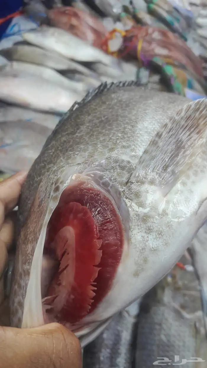 اسماك اليوم 0