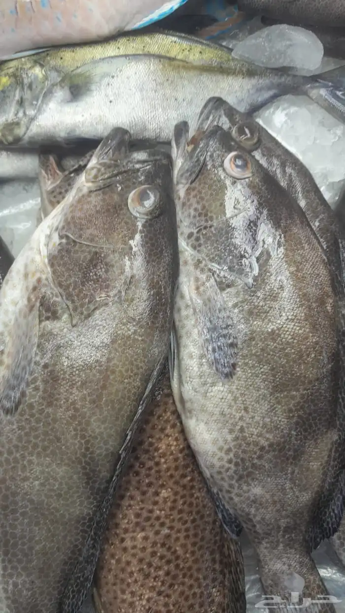 اسماك اليوم 3