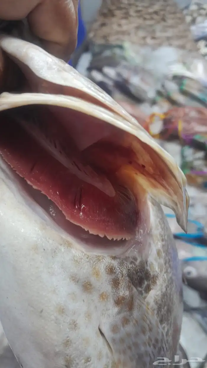 اسماك اليوم 1