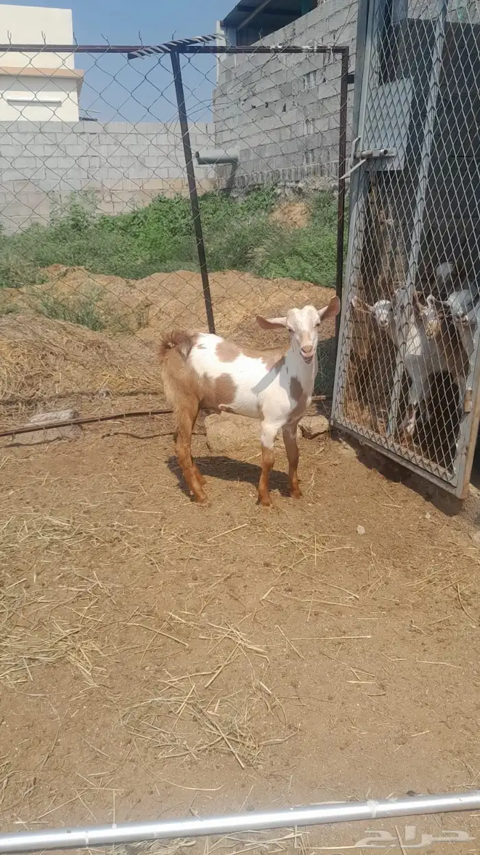 تيس للبيع بلدي 0