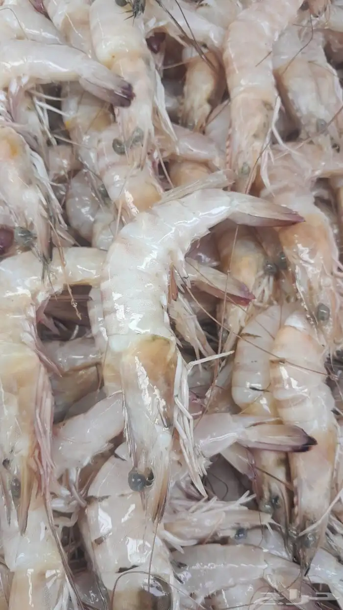 اسماك اليوم 5