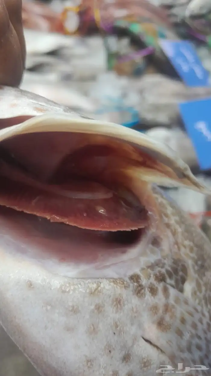 اسماك اليوم 2