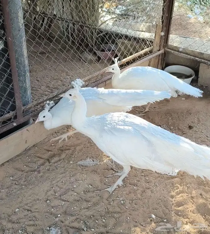 طقم طاووس أو طاؤوس أبيض 0