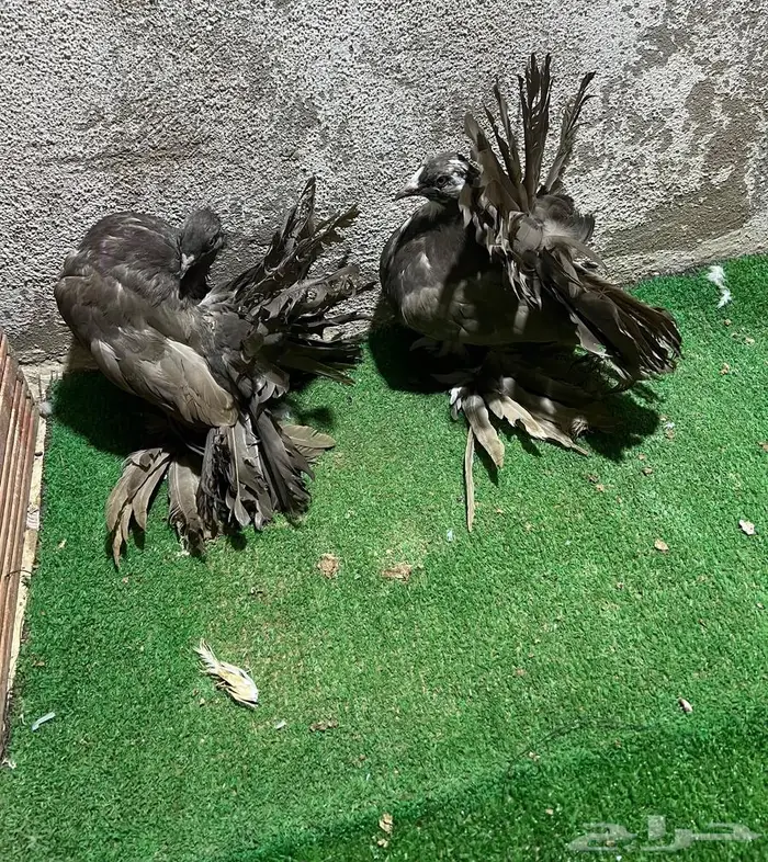 زوجين رقاص شبابات 5