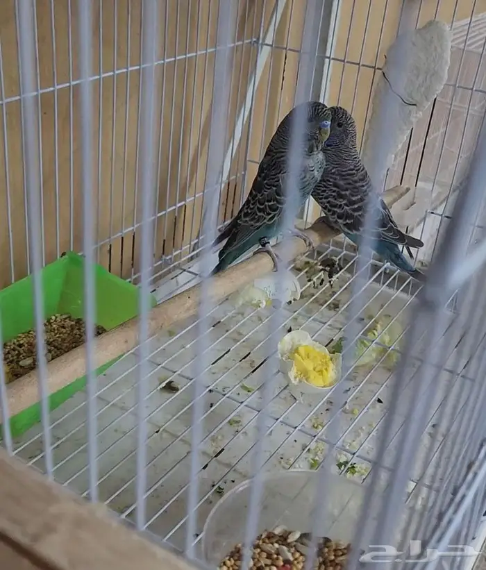 (تم البيع)زوج باجي بلاك فيس بفروخه 1