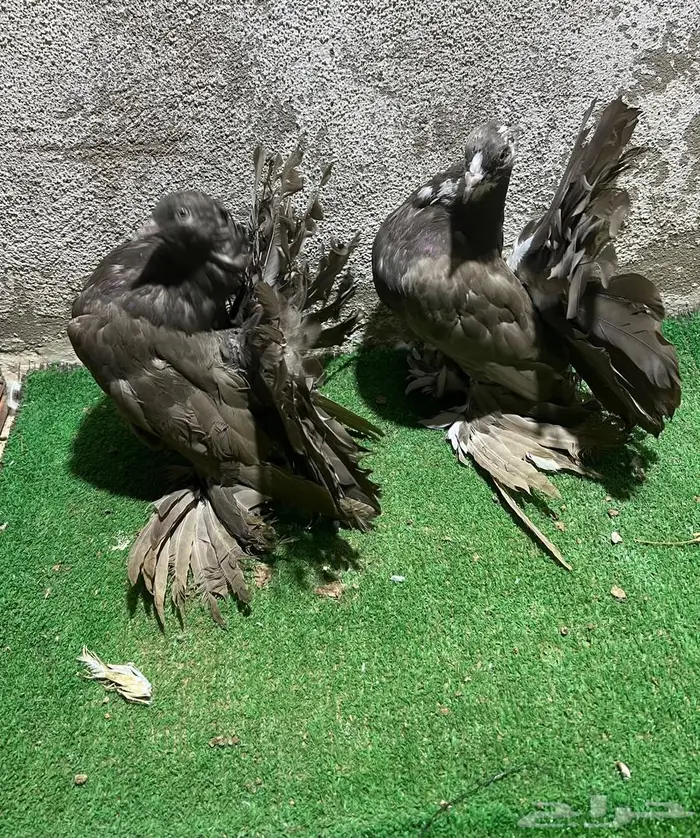 زوجين رقاص شبابات 1