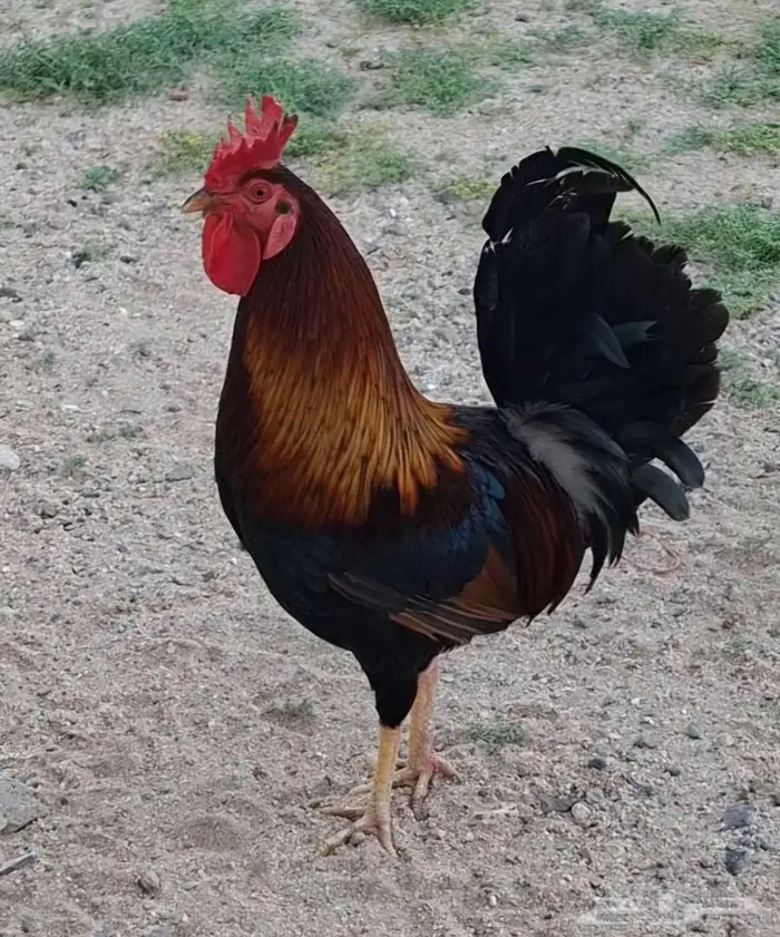 ديك بلدي اصيل 17