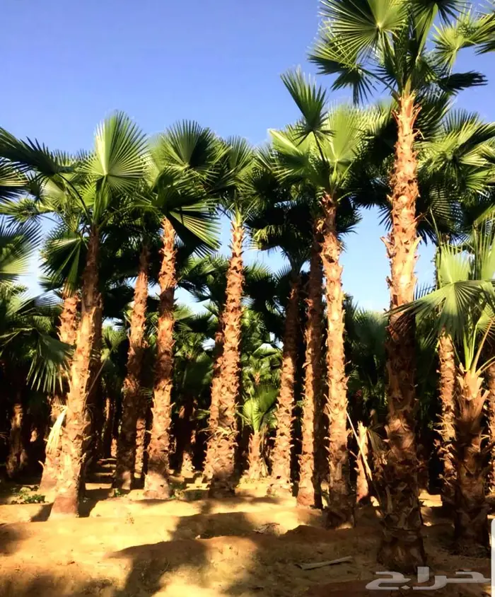 نخل واشنطني نخل ملوكي 0