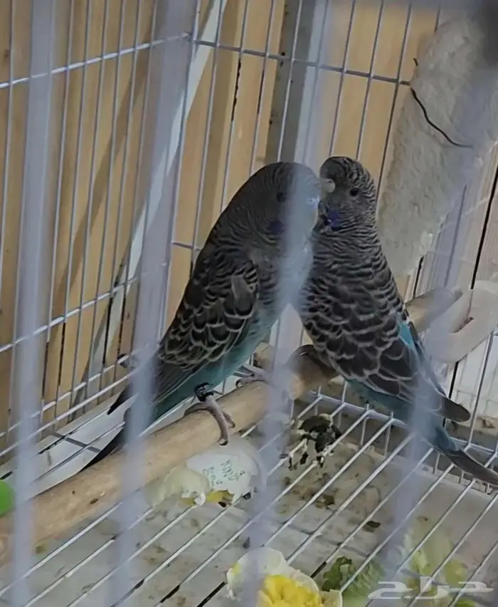 (تم البيع)زوج باجي بلاك فيس بفروخه 0