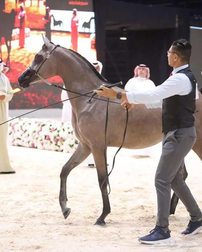 فرس مكس جمال منتجة لقاح على الفحل فواز العويضة ابن الرشيم 3