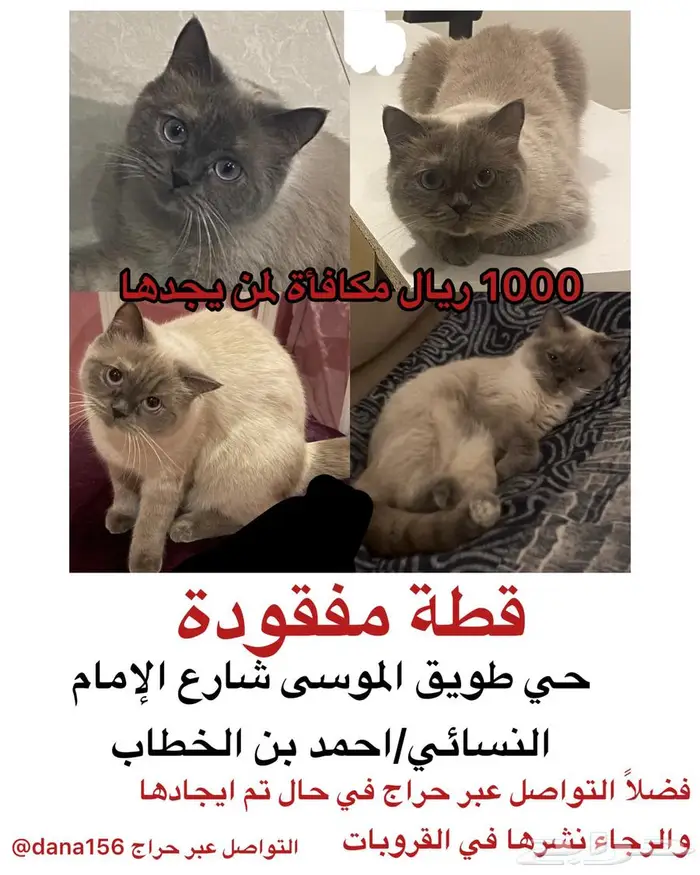 قطه ضايعة بطويق ومكافأة 1000 ريال لمن يجدها 0