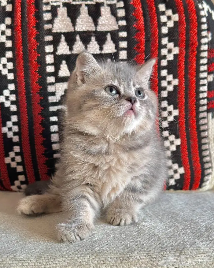 قط سكوتش للبيع 1