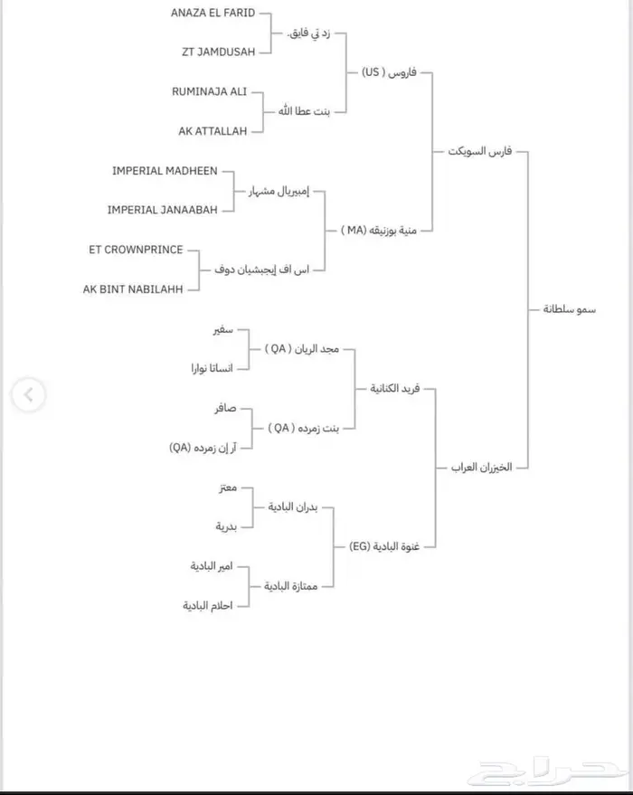 فرس مكس جمال منتجة لقاح على الفحل فواز العويضة ابن الرشيم 6