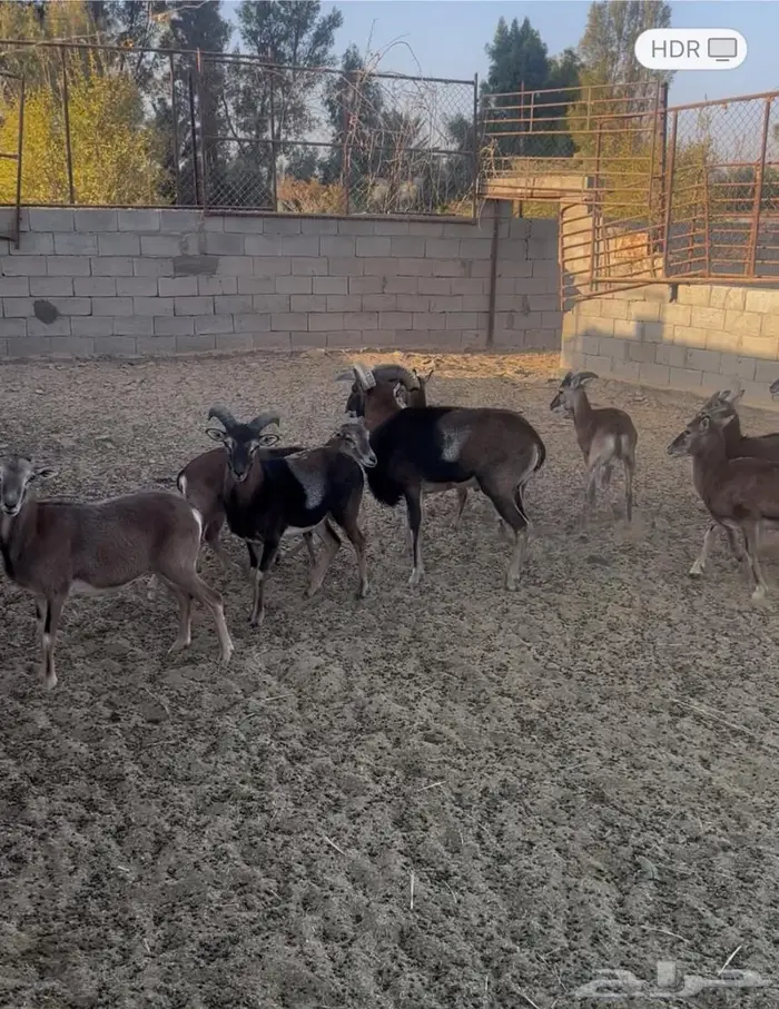 الموفلن وعل 1