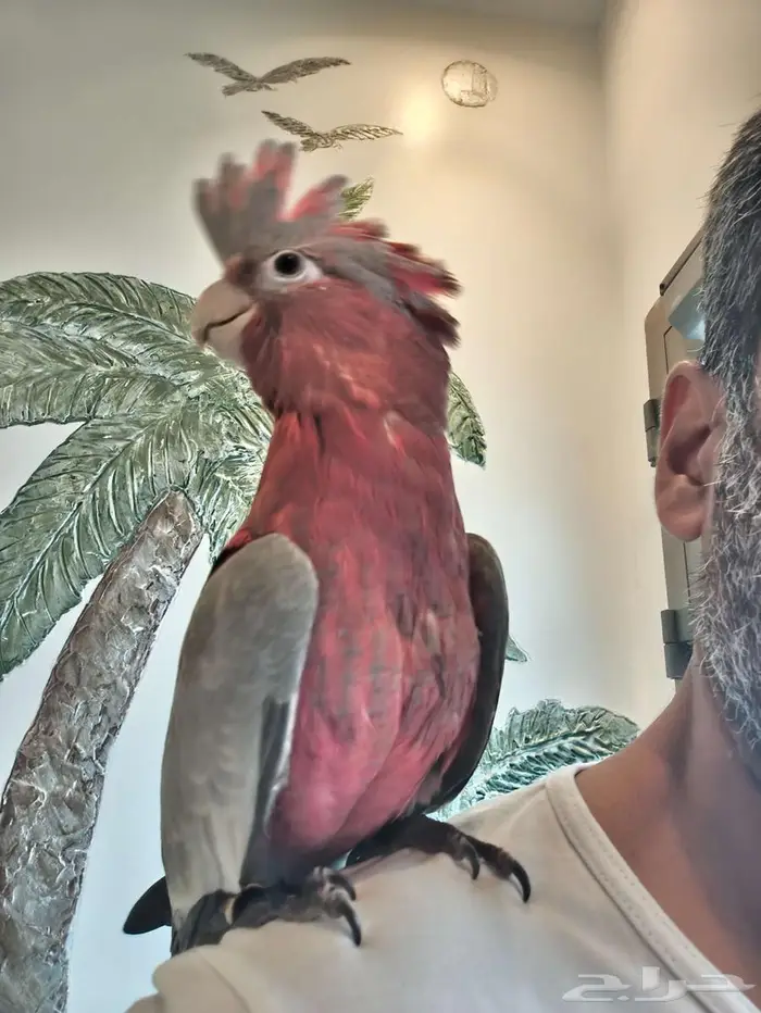 كوكاتو قالا فرخ نهاية غر. مزاد 0