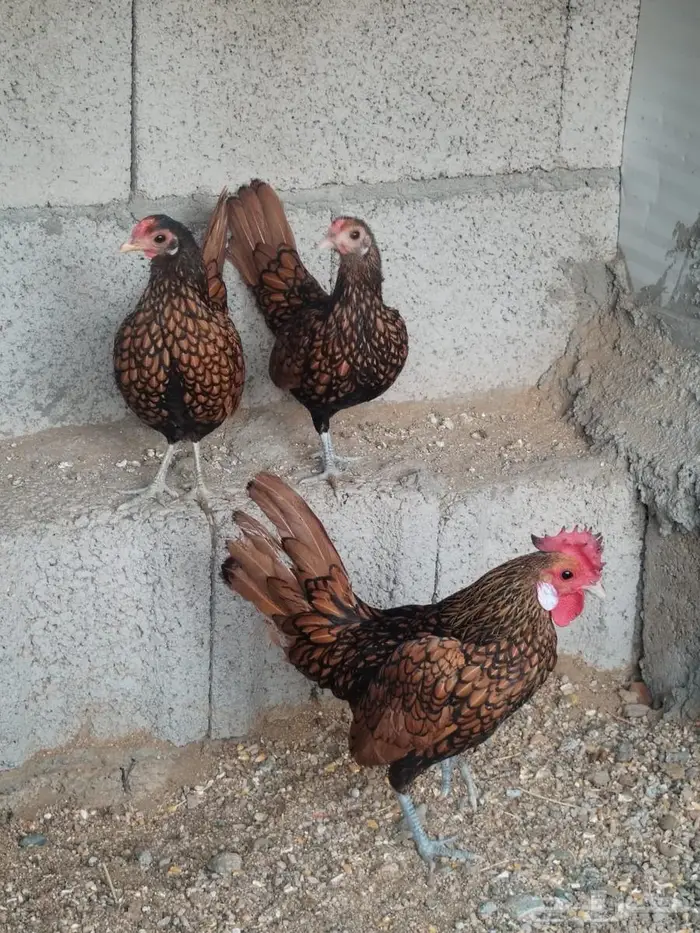 طقم سبرايت 0