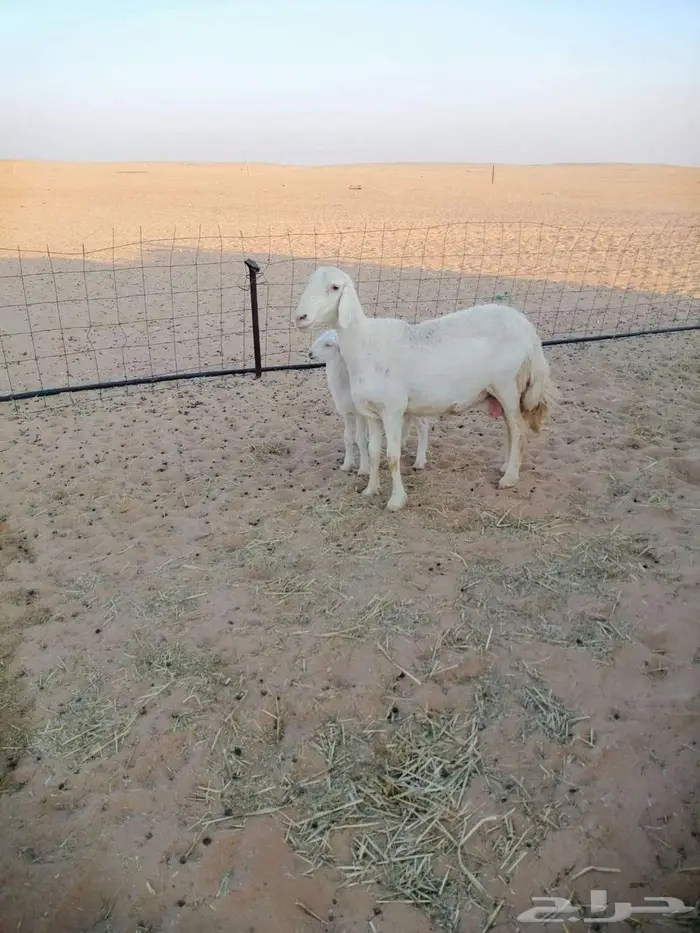 حريات مطافيل ثنيه وتامه 4