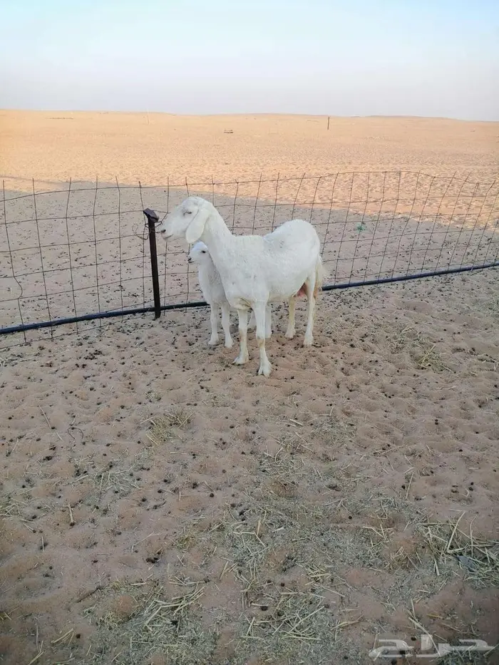 حريات مطافيل ثنيه وتامه 6