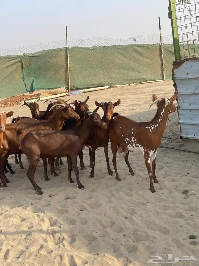 محايليات دهم طيبات 1