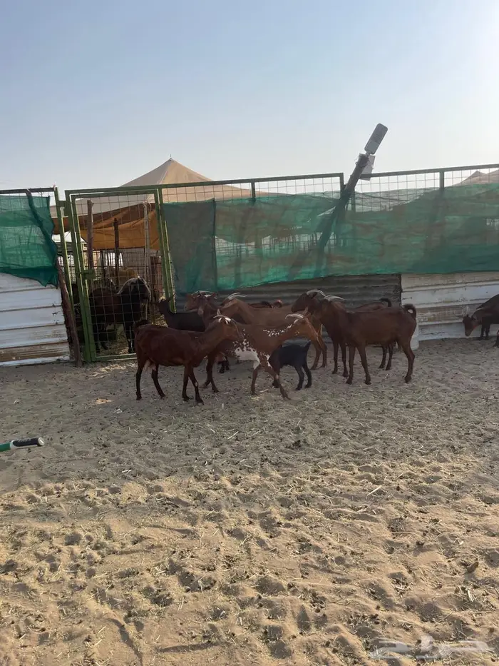 محايليات دهم طيبات 2