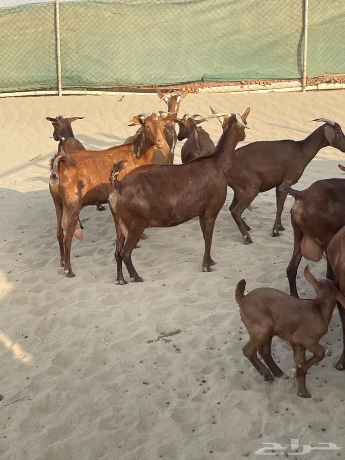 محايليات دهم طيبات 5