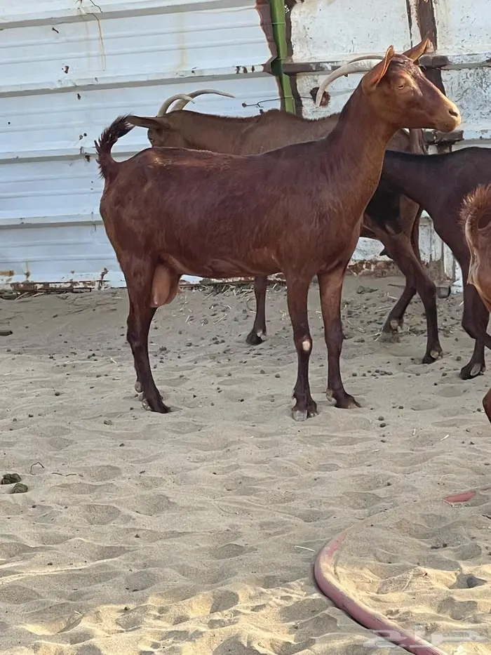 محايليات دهم طيبات 4