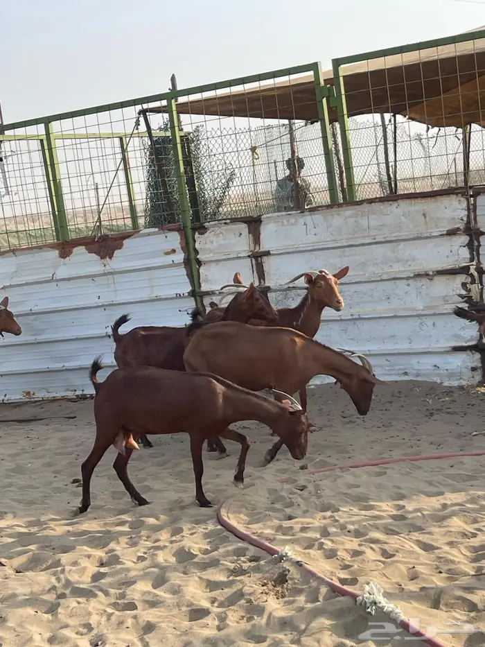 محايليات دهم طيبات 6