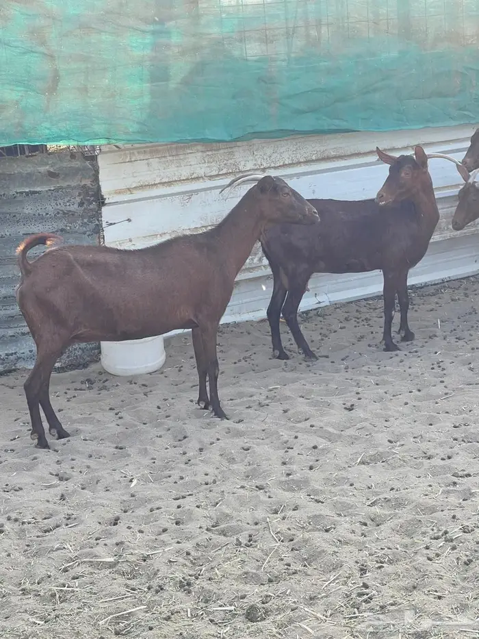 محايليات دهم طيبات 0