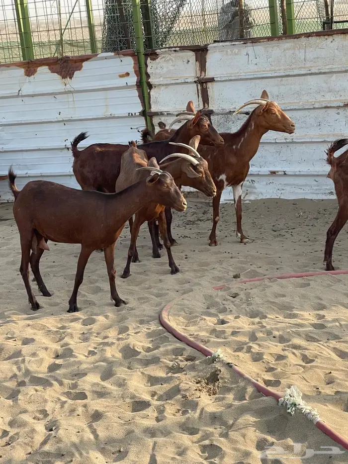 محايليات دهم طيبات 8