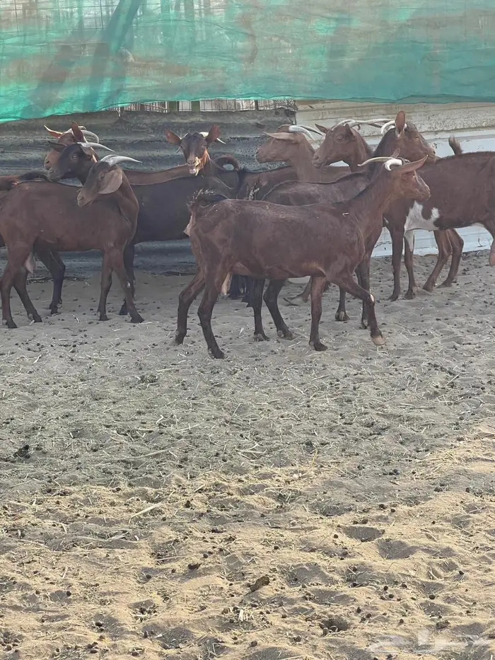 محايليات دهم طيبات 7