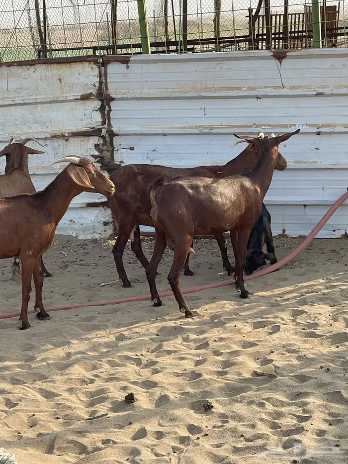 محايليات دهم طيبات 10