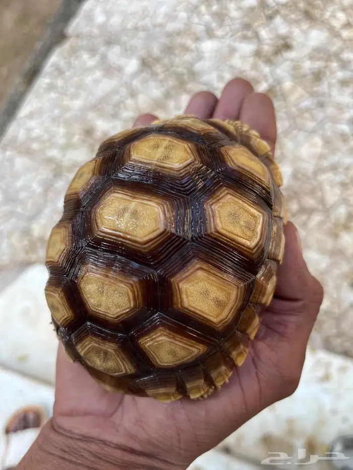 سلاحف سلوكاتا سلكاتا 3