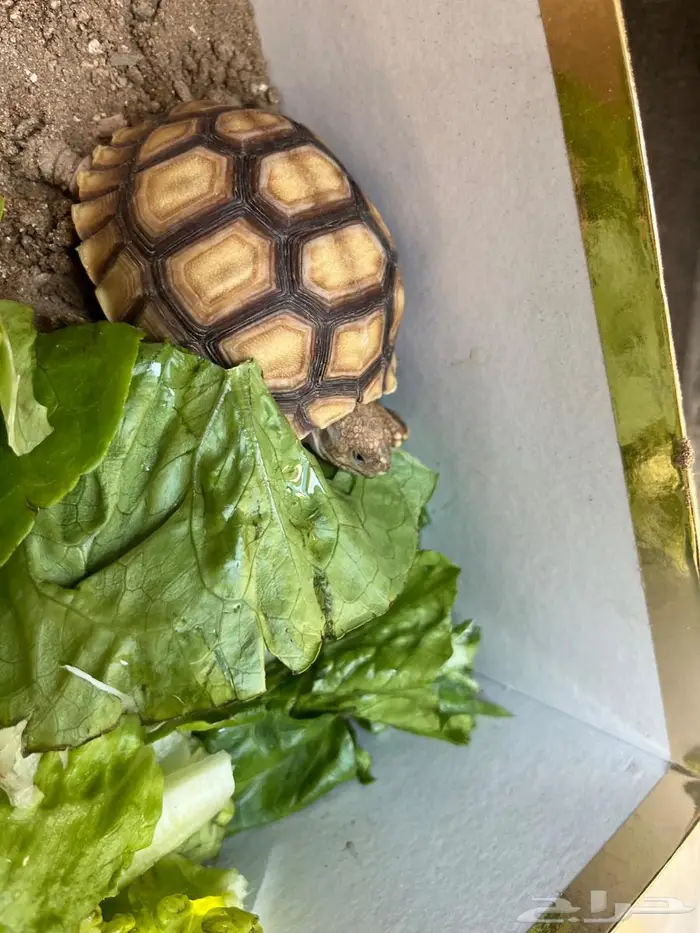 سلاحف سلوكاتا سلكاتا 0