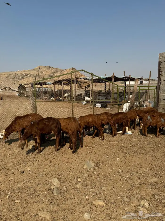 طليان سواكني حمري 0