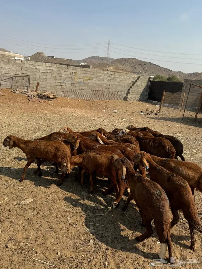 طليان سواكني حمري 1