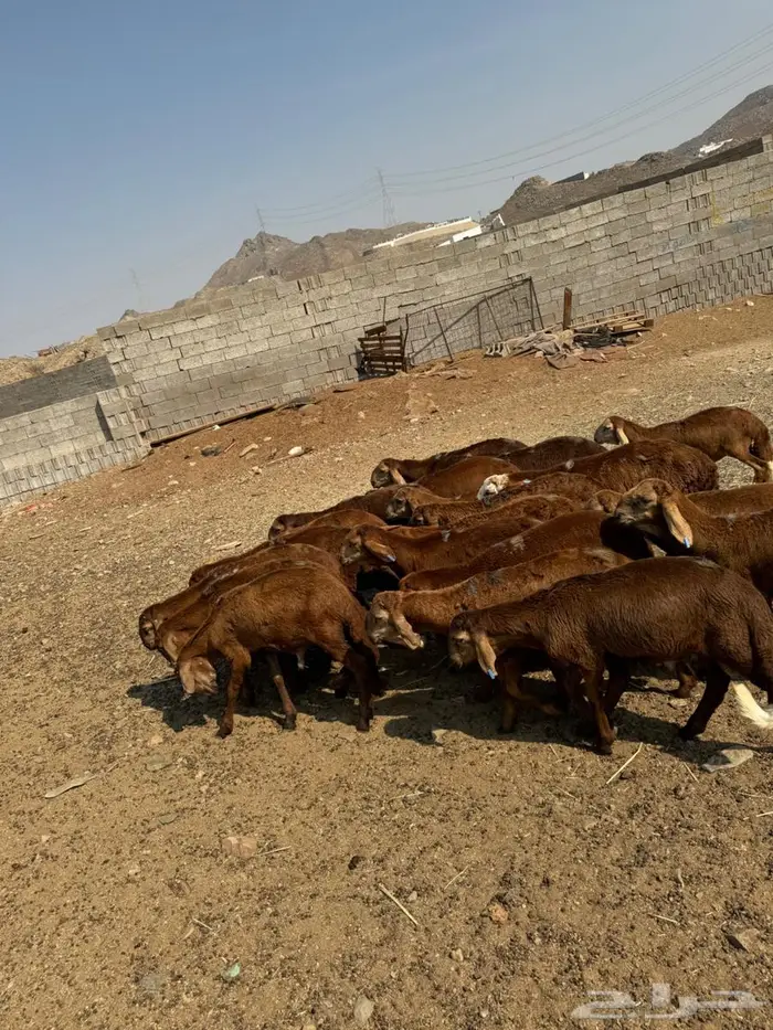 طليان سواكني حمري 2