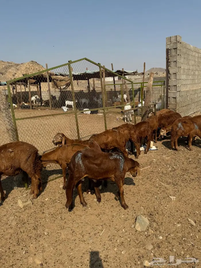 طليان سواكني حمري 3