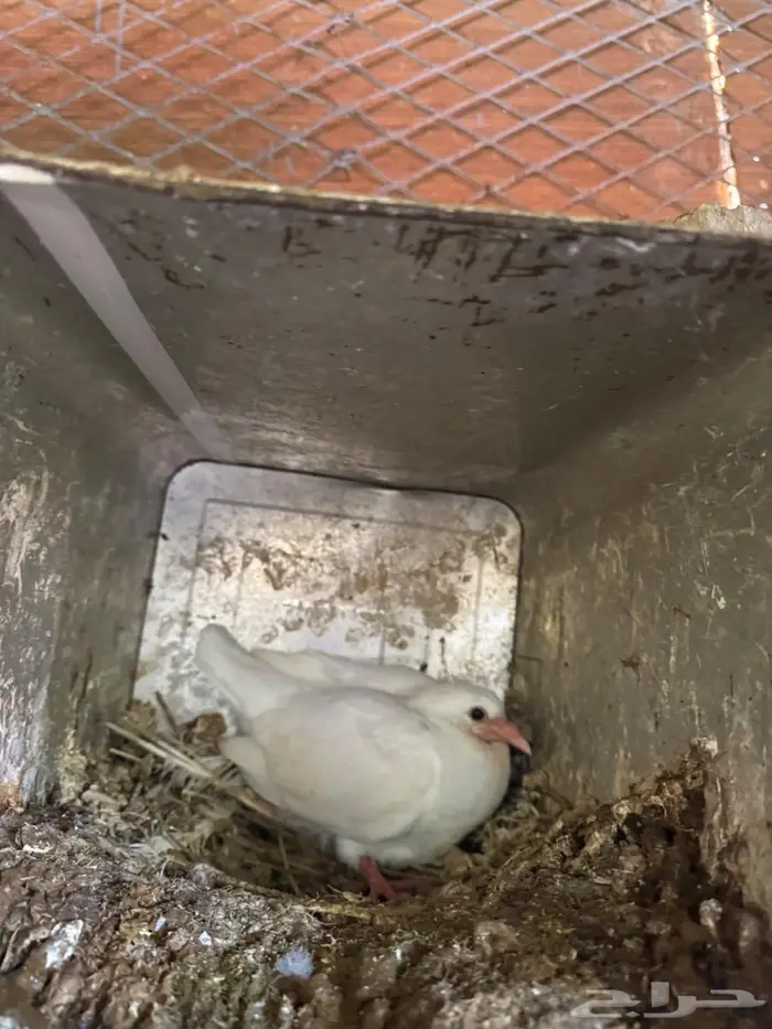 حمام فرنسي حجم جامبوا للبيع 5