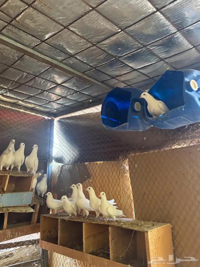 حمام فرنسي حجم جامبوا للبيع 3